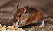 24 Hour & Emergency Exterminators in So Bloomingville, OH